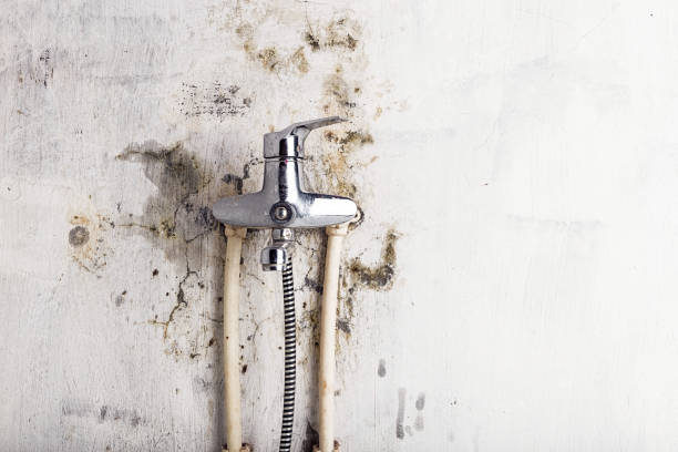 Best Mold Damage Repair  in Shannondale, WV