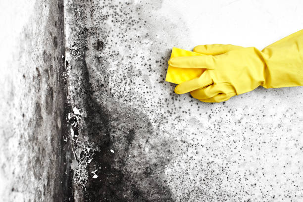 Best Black Mold Removal  in Shannondale, WV