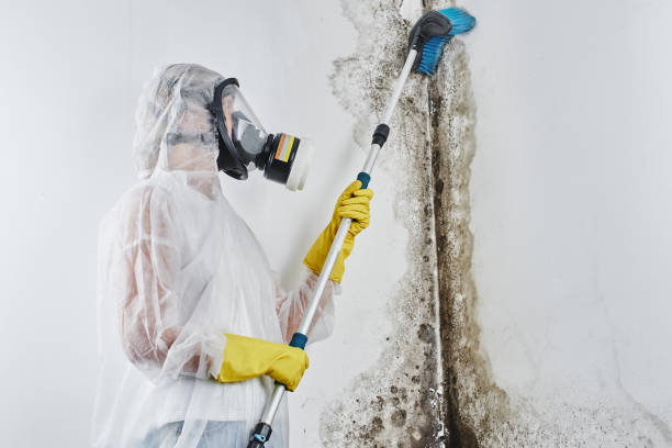 Best Commercial Mold Removal  in Shannondale, WV