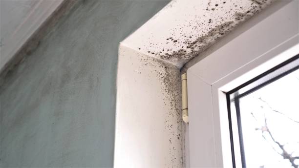 Crawl Space Mold Removal in Shannondale, WV