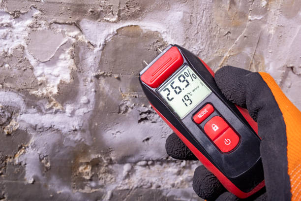 Best Local Mold Removal Service  in Shannondale, WV
