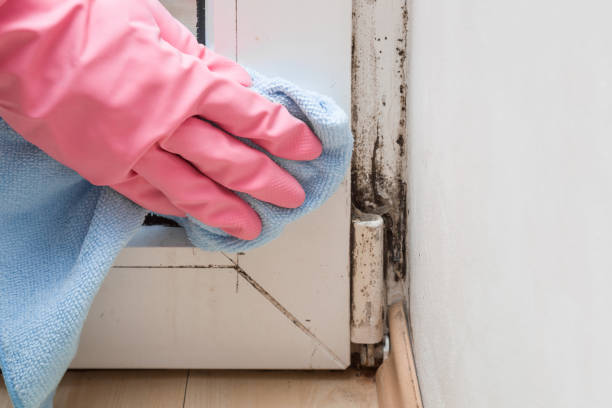 Best Mold Removal Process  in Shannondale, WV